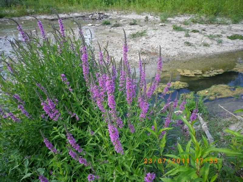 Lythrum salicaria / Salcerella comune